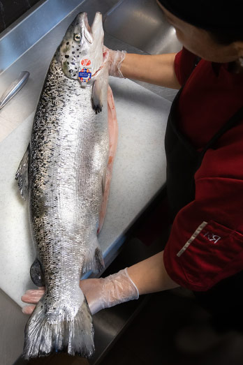 Un saumon entier tenu dans les mains d'une cuisinière